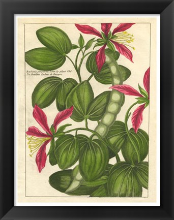 Framed Fleur De Rouge VI Print