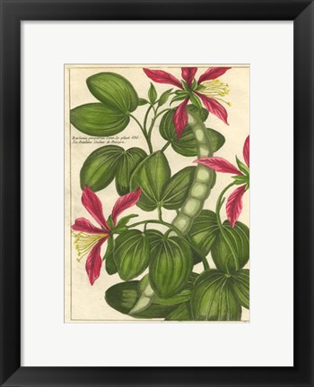 Framed Fleur De Rouge VI Print