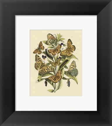 Framed Natures Delicate Gathering I Print