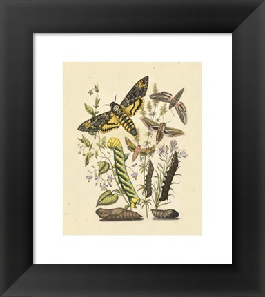 Framed Natures Delicate Gathering IV Print