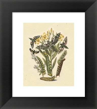 Framed Natures Delicate Gathering VI Print