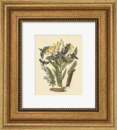 Framed Natures Delicate Gathering VI Print