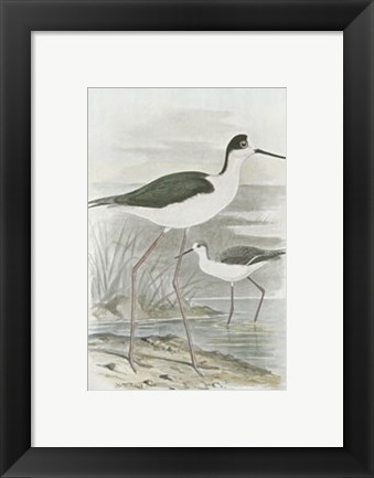 Framed Winged Stilt Print