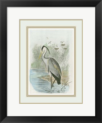 Framed Common Heron Print