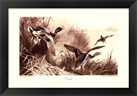 Framed Ducks Print