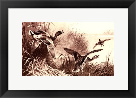 Framed Ducks Print