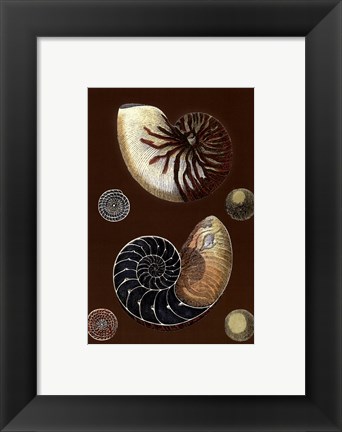 Framed Shells on Cocoa I Print