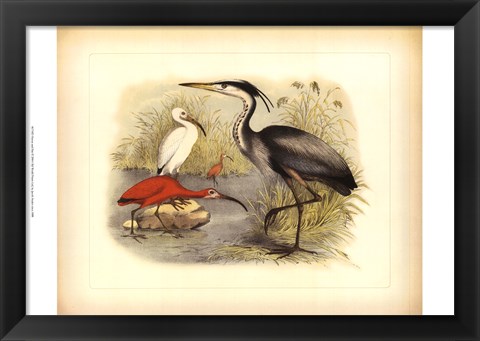 Framed Heron &amp; Ibis Print