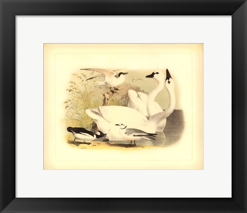 Framed American Swan Print