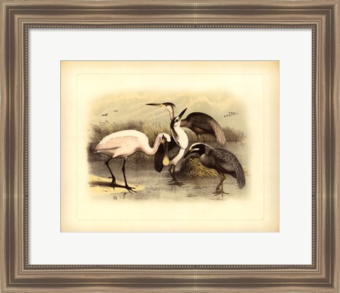 Framed Egret &amp; Heron Print