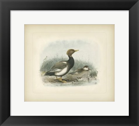 Framed Wigeon Print