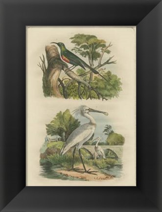 Framed Exotic Birds IV Print