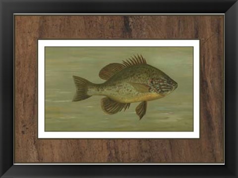 Framed Common Sunfish Print