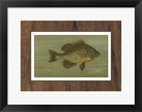 Framed Common Sunfish Print