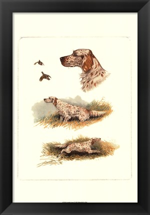 Framed English Setter Print