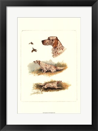 Framed English Setter Print