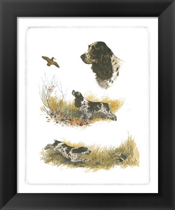 Framed Cocker Spaniel Print