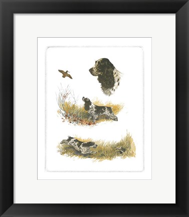 Framed Cocker Spaniel Print