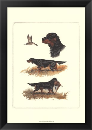 Framed Gordon Setter Print