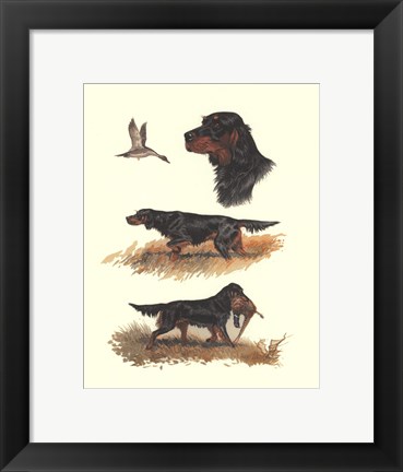 Framed Gordon Setter Print