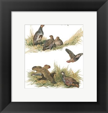 Framed Partridge Print