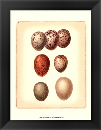 Framed Bird Egg Study I Print