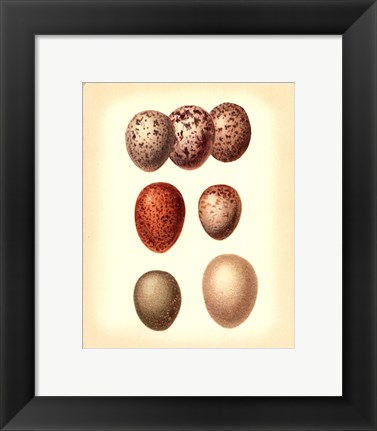 Framed Bird Egg Study I Print