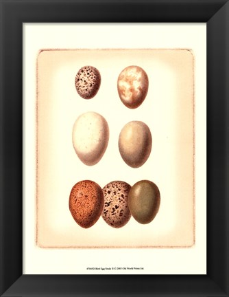 Framed Bird Egg Study II Print