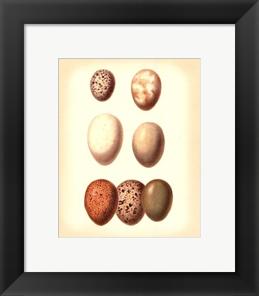 Framed Bird Egg Study II Print