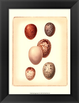 Framed Bird Egg Study III Print