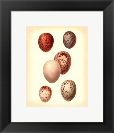 Framed Bird Egg Study III Print