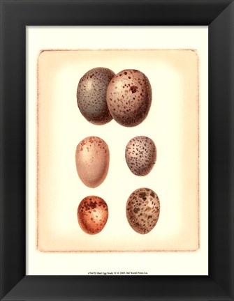 Framed Bird Egg Study IV Print