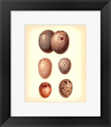 Framed Bird Egg Study IV Print