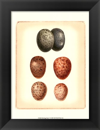 Framed Bird Egg Study V Print