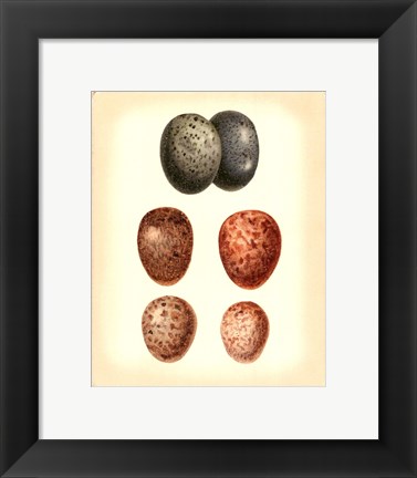 Framed Bird Egg Study V Print