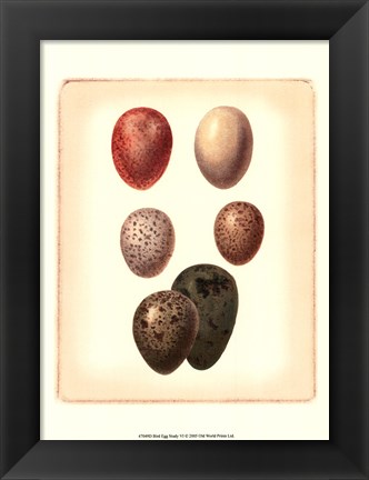 Framed Bird Egg Study VI Print