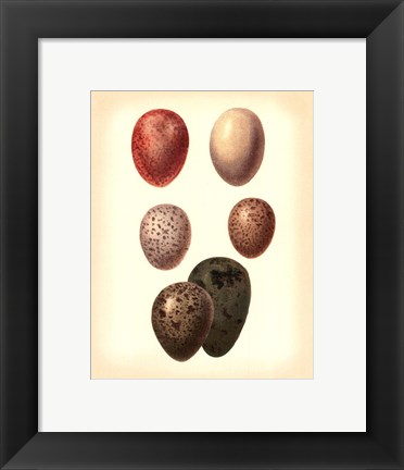 Framed Bird Egg Study VI Print