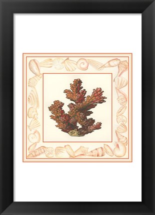 Framed Coral with Shell Border II Print