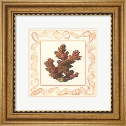 Framed Coral with Shell Border II Print