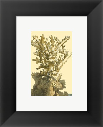 Framed Coral by the Sea I Print