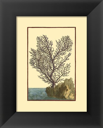 Framed Coral by the Sea II Print