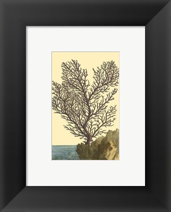 Framed Coral by the Sea II Print