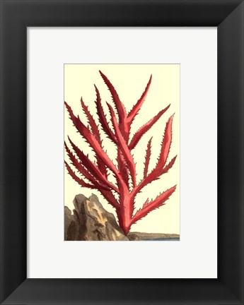 Framed Coral by the Sea III Print