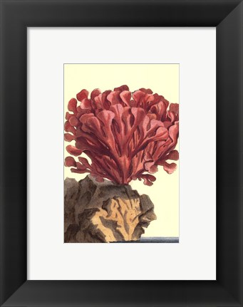 Framed Coral by the Sea IV Print