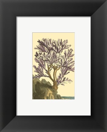 Framed Coral by the Sea V Print