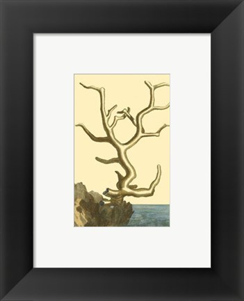 Framed Coral by the Sea VI Print