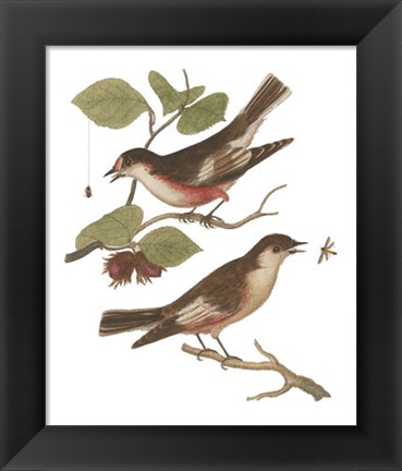 Framed Antique Bird Pair I Print