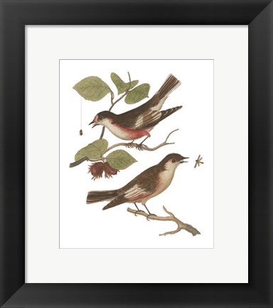 Framed Antique Bird Pair I Print