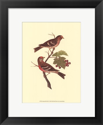 Framed Antique Bird Pair II Print