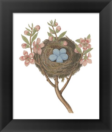 Framed Antique Bird&#39;s Nest I Print